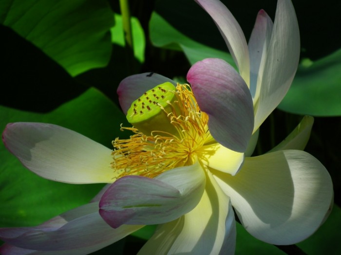  Бутон экзотического цветка крупным планом   Closeup of an exotic flower bud